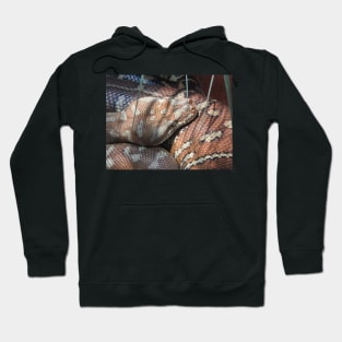 Centralian Carpet Python Hoodie